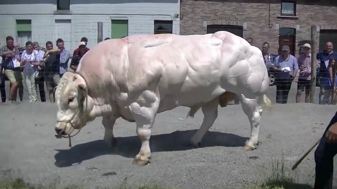 A Kardashian bull